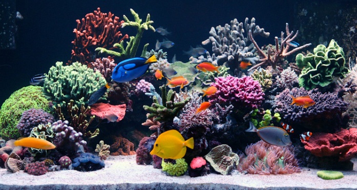 Craigslist fish tank for sale